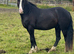Stunning black Welsh sec D