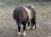 Perfect first ridden standard Shetland gelding