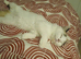 Beautiful friendly female kitten seeking home
