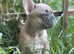 HEALTH CLEAR KC French Bulldog Puppies Lilac, Black Tan, Fawn
