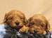 Gorgeous male and female Cavapoo puppies