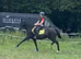 15hh hackney mare