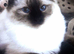 Ragdoll kittens