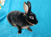 Mini rex for sale