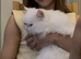 Stunning Lapcat / Therapy Cat | Pure White Blue Eyes Gorgeous Affectionate Persian Exotic Longhair Male