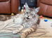 Silver Russian Maine Coon Kitten x British Shorthair