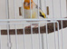 Glosters, Irish canaries.