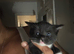 MIXED Russian blue