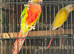 Lutino with split red factor breeder pair