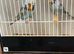 Birds now available