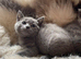 Beautiful blue baby bears bsh x