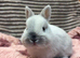 Friendly *vaccinated* netherland dwarfs