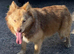 Pomsky Dog For Sale