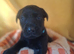 Labrador puppies * 3 LEFT* REDUCED PRICE