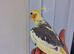 Super Tamed baby Cockatiel for sale