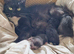 Cute & Loving Kittens Ready for New Homes
