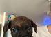 Male staffy pup