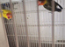 Lovebirds