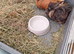 2x male bonded