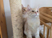 Two beautiful Maine Coon kittens