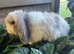 Gorgeous pure Mini lops