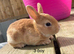 ️ Gorgeous mini Rex ️