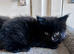 4 mixed breed little kittens