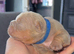 English bulldog puppies