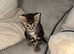 4 stunning kittens 2medium coats 2 short