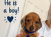 Beautiful dachshund, Puppis