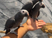 Friendly Baby HandReared Super Tame Cuddly African Grey Parrot,2