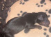 2x miniature dachshund puppies