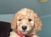 F1B MINI GOLDENDOODLE PUPPIES – READY NOW