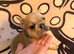 French bulldog puppy for sale