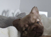 Fluffy French Bulldog Ready Now