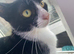 Shy house cat needs home