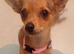 5 months old Chihuahua x Jack Russell female