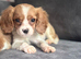 Cavalier King Charles