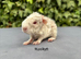 Gorgeous baby guinea pigs