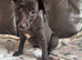 COLLIE X WHIPPET PUPPIES FOR SALE!