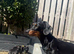 Beautiful Miniature Dachshund Pups