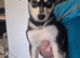Siberian husky puppies
