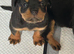 Kc Registered Rottwiler puppies
