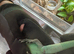 Green keeled bellied lizard pair 2023