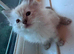 Ragdoll kittens for sale