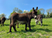 Loving donkeys looking for loving homes geldings
