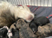 Shihpoo puppies Ready now