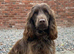 7 beautiful chocolate verities show-type cocker spaniel extensively health tested parents