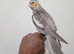 Hand Reared DNA male cockatiel