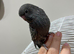 BW/BF budgies